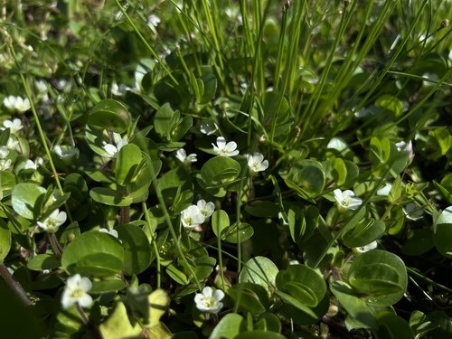 Bacopa rotundifolia iNat (1)