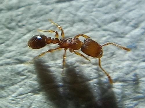 Tetramorium jarawaTetramorium jarawa