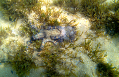 Hapalochlaena maculosa