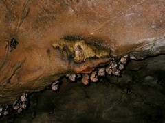 Hipposideros diadema