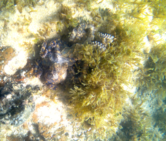 Hapalochlaena maculosa