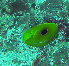 Chaetodon bennetti
