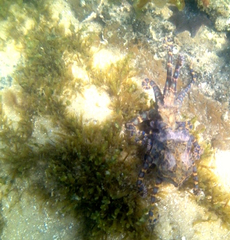 Hapalochlaena maculosa