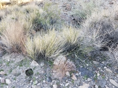 Hilaria rigida