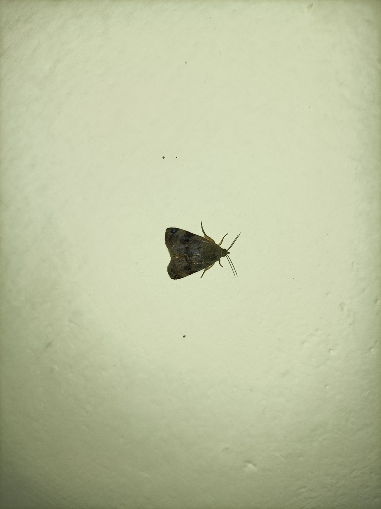 Teak Defoliator from Ezhimala, Payyannur on July 4, 2023 at 08:42 PM by ...