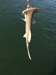 Sphyrna tiburo