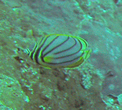 Chaetodon meyeri
