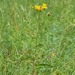 Crepis sibirica - Photo (c) Evgeny Boginsky, μερικά δικαιώματα διατηρούνται (CC BY-NC), uploaded by Evgeny Boginsky