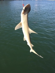 Sphyrna tiburo