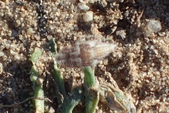 Xerophloea