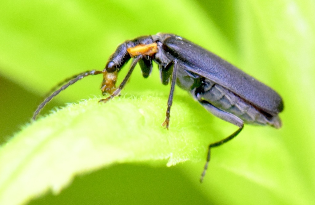 Wrinkled Soldier Beetle from 320 Browns Trace Rd, Jericho, VT 05465
