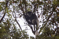 Colobus guereza matschiei