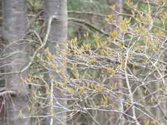 Viburnum cassinoides
