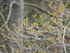 Viburnum cassinoides