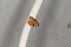 Homona mermerodes