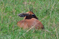 Raphicerus campestris neumanni