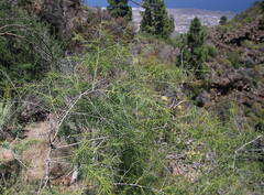 Asparagus plocamoides image