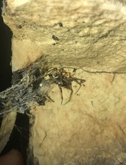 Steatoda paykulliana