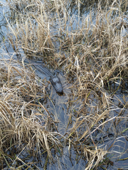 Alligator mississippiensis image