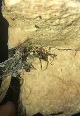 Steatoda paykulliana