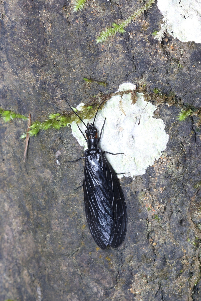 Parachauliodes fujianensis