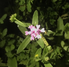Silene aegyptiaca
