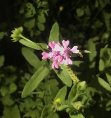 Silene aegyptiaca