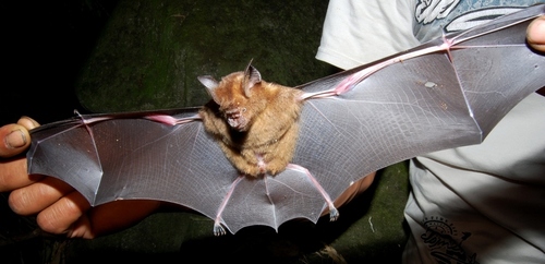 Horsfield's Leaf-nosed Bat