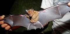 Intermediate Leaf-Nosed Bat photo 4