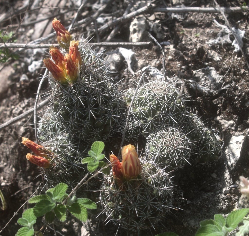 Coryphantha jalpanensis, Santa Catarina, S.L.P., México