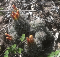 Coryphantha jalpanensis