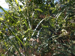 Microglossa pyrifolia