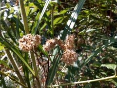 Microglossa pyrifolia