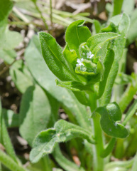 Myosotis verna