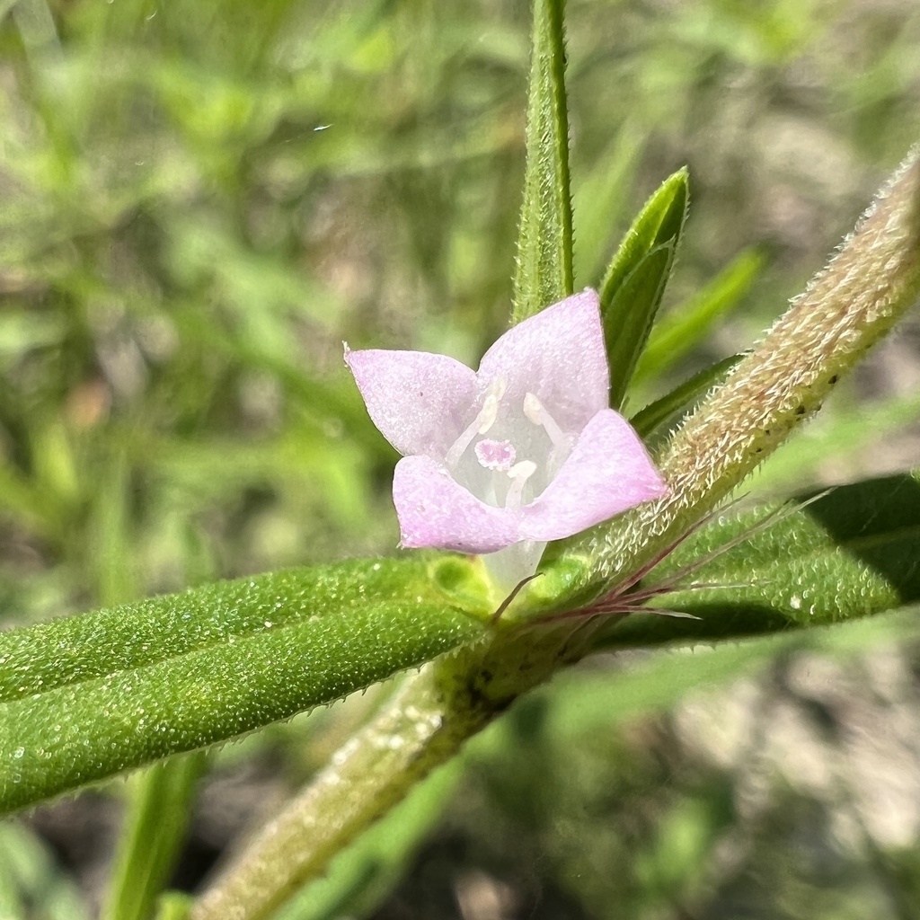Hexasepalum