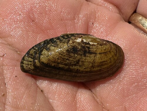 Alabama Moccasinshell