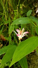 Tricyrtis