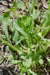Myosotis verna