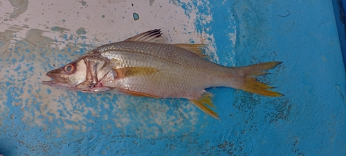 Humpback snook (Centropomus unionensis) — Centropomidae — 2