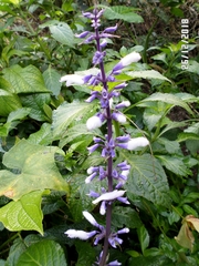 Salvia divinorum