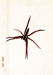 Pisaurina brevipes