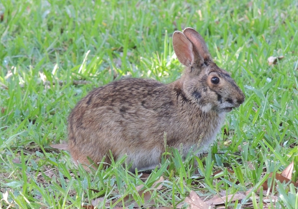 Marsh Rabbit from Dauphin Island, AL, USA on April 26, 2013 at 10:41 PM ...