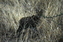 Leptailurus serval