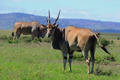 Tragelaphus oryx pattersonianus