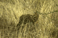 Leptailurus serval