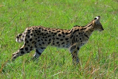 Leptailurus serval lipostictus