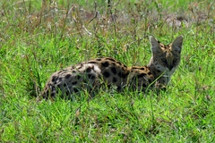 Leptailurus serval lipostictus