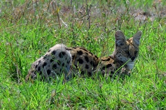 Leptailurus serval lipostictus