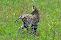 Leptailurus serval lipostictus