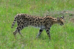 Leptailurus serval lipostictus